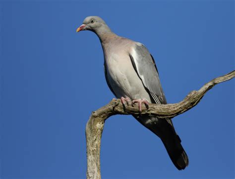 Common Wood Pigeon Columba Palumbus Palumbus Buckham Birding