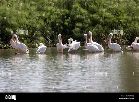 Pelican Birds On Lake Tana Near Bahir Dar Or Bahar Dar Ethiopia Africa