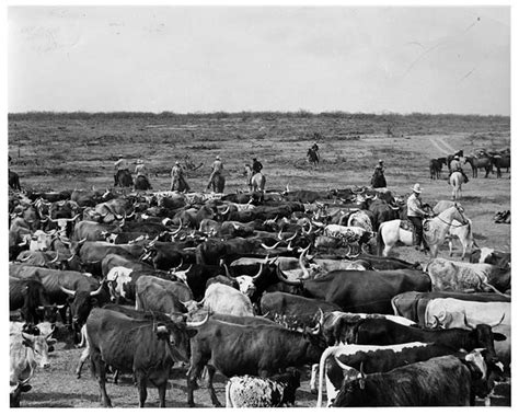 South Texas Cattle Ranch 1955