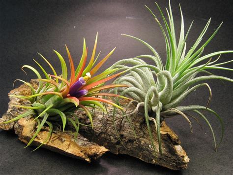 Diy What Are Air Plants And How To Grow Your Own