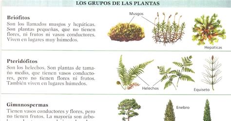 JUAN E RODRIGUEZ BERNAL CLASIFICACIÓN Y GRUPOS DE LAS PLANTAS