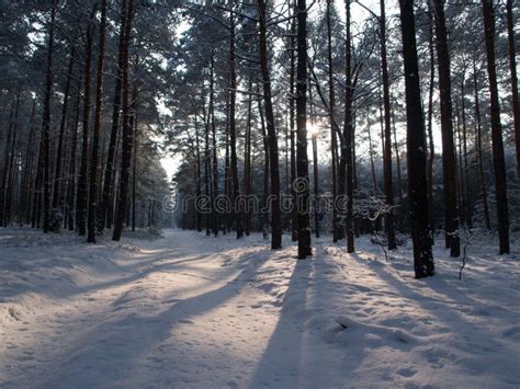 Winter Tree Lined Lane Stock Image Image Of Cold Branch 40339473