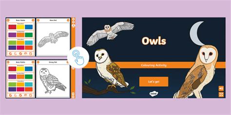 Owl Interactive Colouring Teacher Made Twinkl