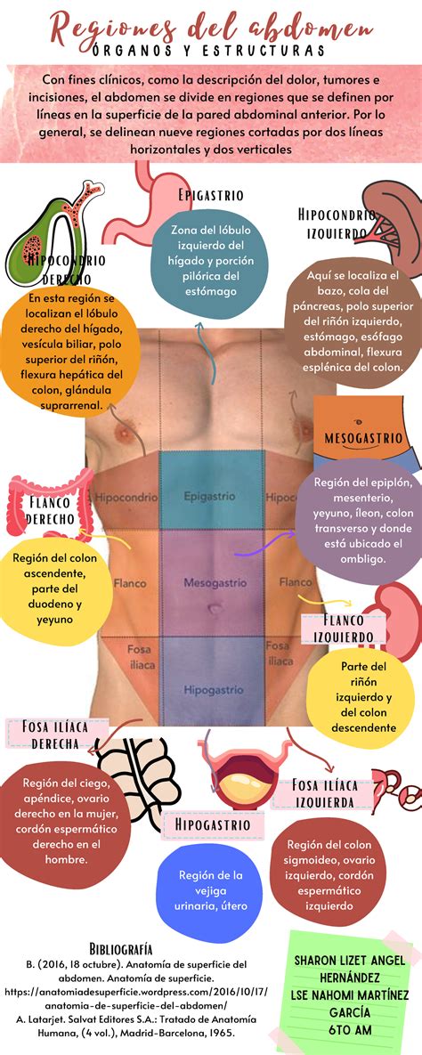 Infograf A Abdomen Material De Estudio Con Fines Cl Nicos Como La