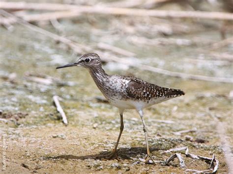 Wood Sandpiper | KuwaitBirds.org