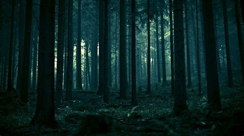 HD wallpaper: trees in forest wallpaper, spruce, dead trees, landscape ...