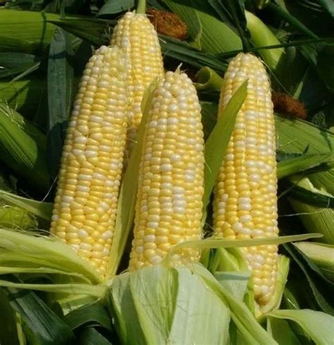 Dried Yellow Hybrid Maize Seeds For Agriculture Packaging Type Box