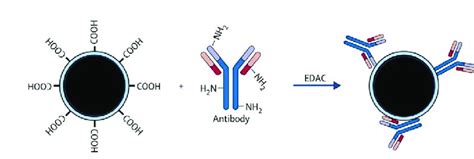 Schematic Representation Of The Antibody Conjugation Strategy On The Download Scientific