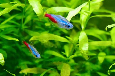 Berapa Umur Ikan Neon Tetra? Cara Memperpanjang Umur Neon Tetra | Rawat ...