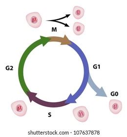 Cell Cycle Diagram Stock Vector (Royalty Free) 107637878 | Shutterstock