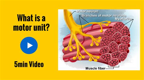 What Is A Motor Unit? - Anatomy revision