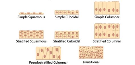 Basal Epithelial Cells