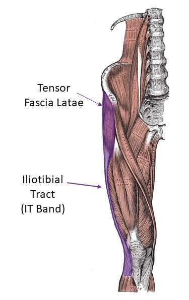 Tensor Fasciae Latae Muscle