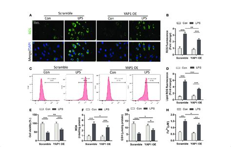 Yes Associated Protein 1 YAP1 Alleviated Reactive Oxygen Species