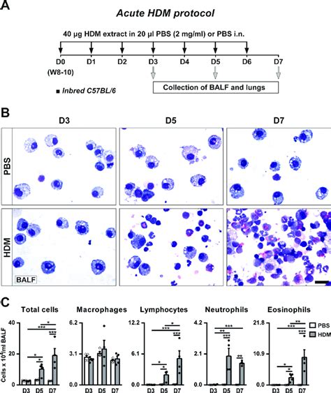 Protocol For Acute Hdm Exposure And Progressive Accumulation Of