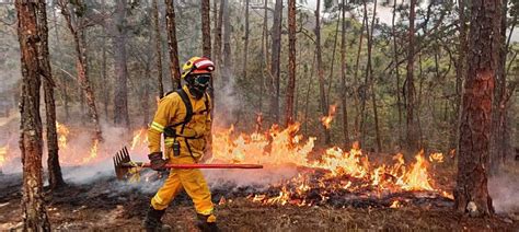 Suman casi 46 mil hectáreas quemadas por incendios - El Suspicaz