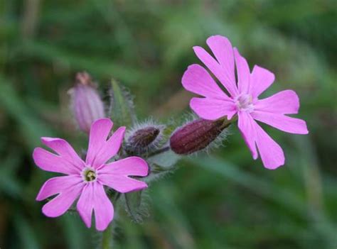 Silene Dioica Red Campion Identification Distribution Habitat