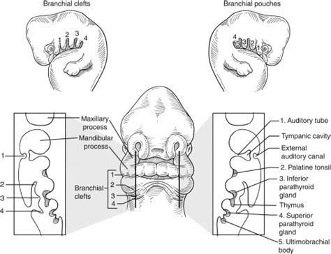 Embryology Of Congenital Neck Masses Operative Techniques In