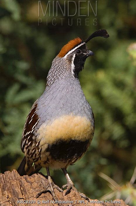 Gambel S Quail Stock Photo Minden Pictures