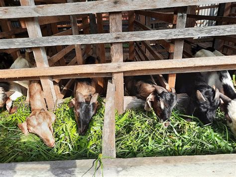 Daftar Alamat Toko Daging Di Kota Dumai Ulastempat