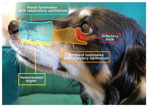 Dogs' Sense of Smell, A Vet Explains (2024) | Downward Paws