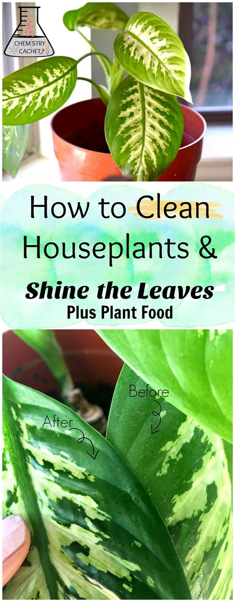 How To Clean Indoor Houseplants And Shine The Leaves Plus Plant Food Tips