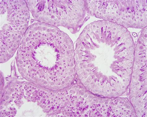 Testis Histology Diagram