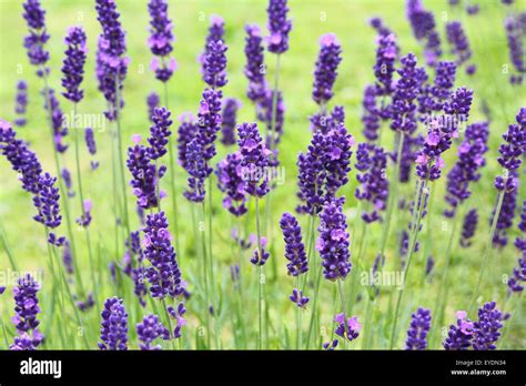 Yorkshire lavender, Terrington, York, North Yorkshire, England, UK ...