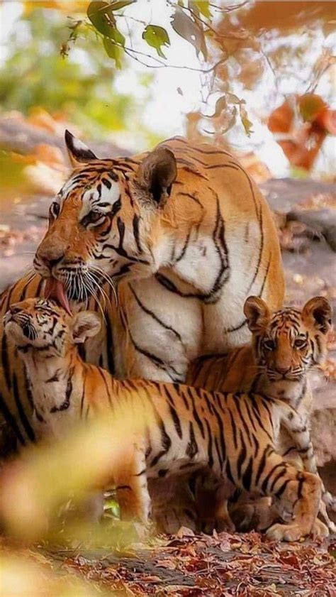 This Mother Tiger And Her Cubs : r/AnimalsBeingMoms