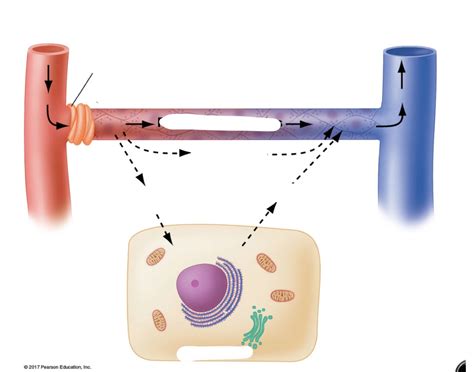 Capillary exchange Quiz