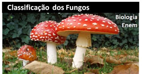 Biologia Revise conosco a classificação dos fungos