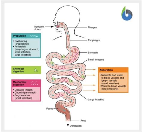 Assimilation Definition And Examples Biology Online Dictionary