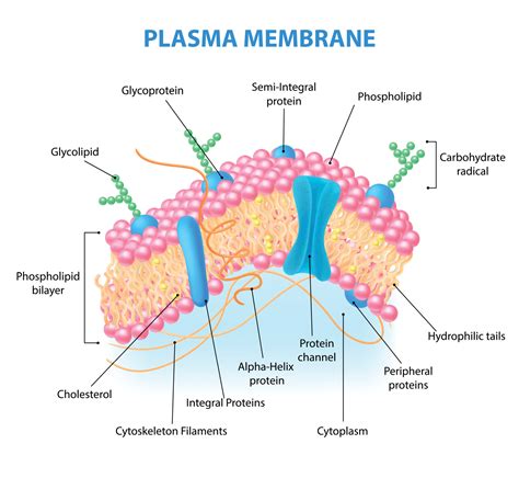 Cell Membrane Labeled