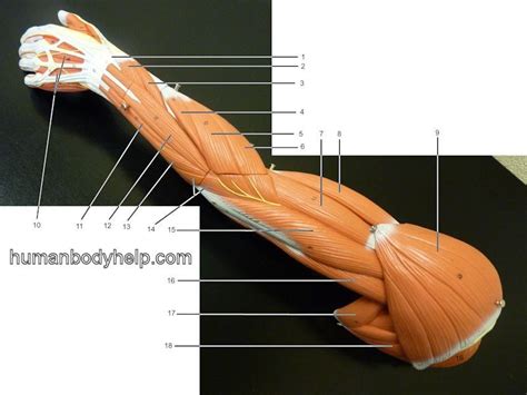 Diagram Of Upper Extremity Posterior View Part 1 Quizlet