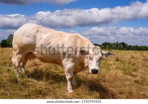 142 Blue Belgian Bulls Images, Stock Photos & Vectors | Shutterstock