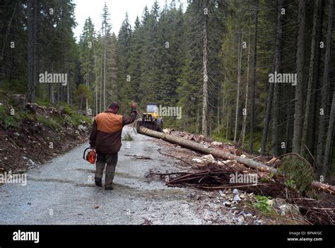 Foresters Selectively Felling Trees In Nizke Tatry Or Low Tatras