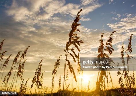 110 Sea Grass Silhouette Stock Photos, High-Res Pictures, and Images ...