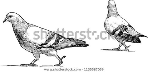 Vector Sketch Urban Pigeons Going Walk Stock Vector Royalty Free