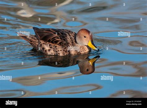 Sharp-tailed Duck, Sharp-tailed Ducks, Ducks, Geese, Animals, Birds ...