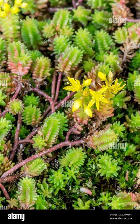 Sedum Sexangulare Hi Res Stock Photography And Images Alamy