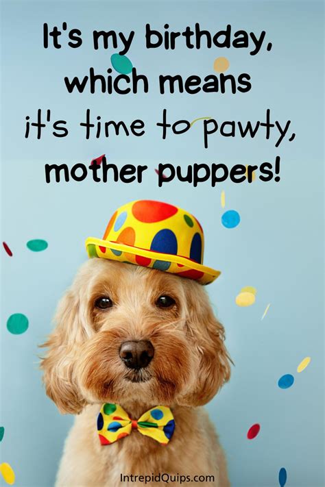 81 Dog Birthday Captions And Quotes To Celebrate Your Pup's Special Day • Intrepidquips.com