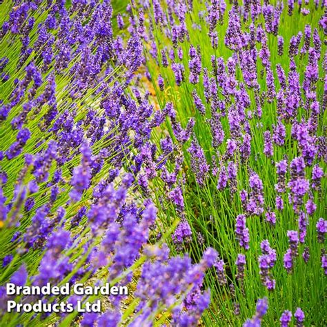 Thompson And Morgan Free Lavender Plants