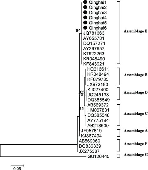 Phylogenetic Relationships Of Giardia Duodenalis Samples From Cattle