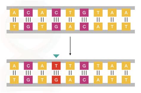 Point Mutation Example