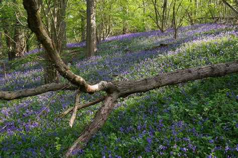 Bluebells Boxgrove Wood Sulham Derek Morgan Photos Flickr