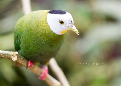 Un oiseau tropical by StoFF-1990 on DeviantArt