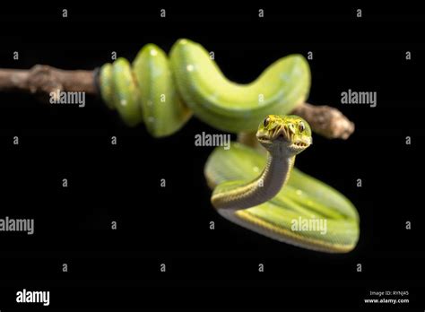 Green Tree Python Morelia Viridis Stock Photo Alamy