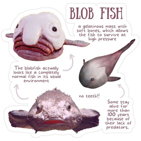 blob fish fun fact sticker blob fish cute facts  blobfish
