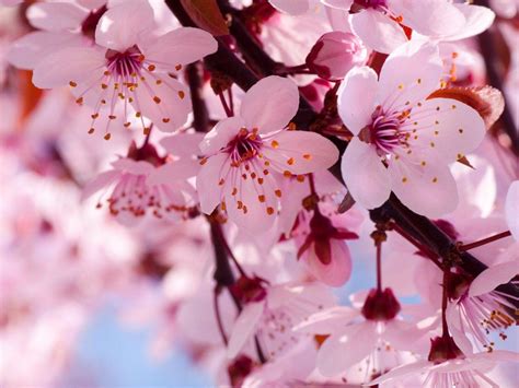 Pink Sakura Wallpapers Top Free Pink Sakura Backgrounds Wallpaperaccess