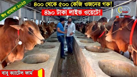 ৪৯০ টাকা লাইভ ওয়েটে বড় বড় শাহীওয়াল। ‌বাবু এগ্রো র্ফাম মানিকগঞ্জ ।। Cow Price 2023। Youtube